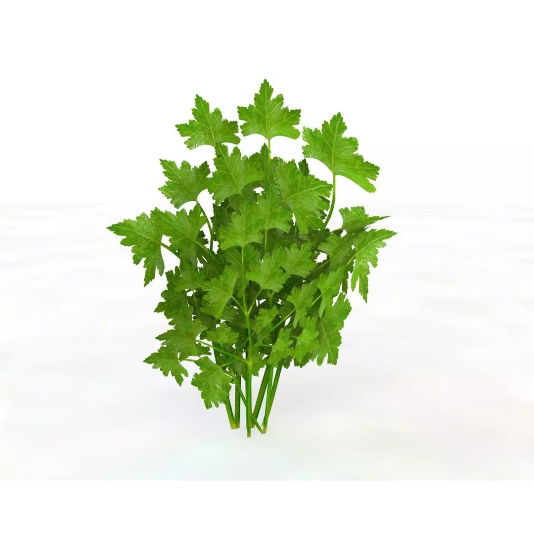 Vegetables 3D Model Collection – Low Poly Game Asset, FBX, Blender - View 50