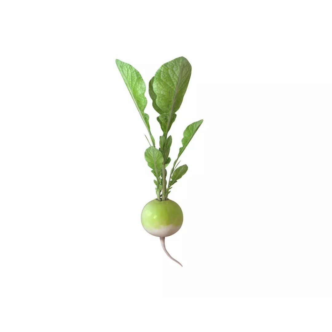 Vegetables 3D Model Collection – Low Poly Game Asset, FBX, Blender - View 66