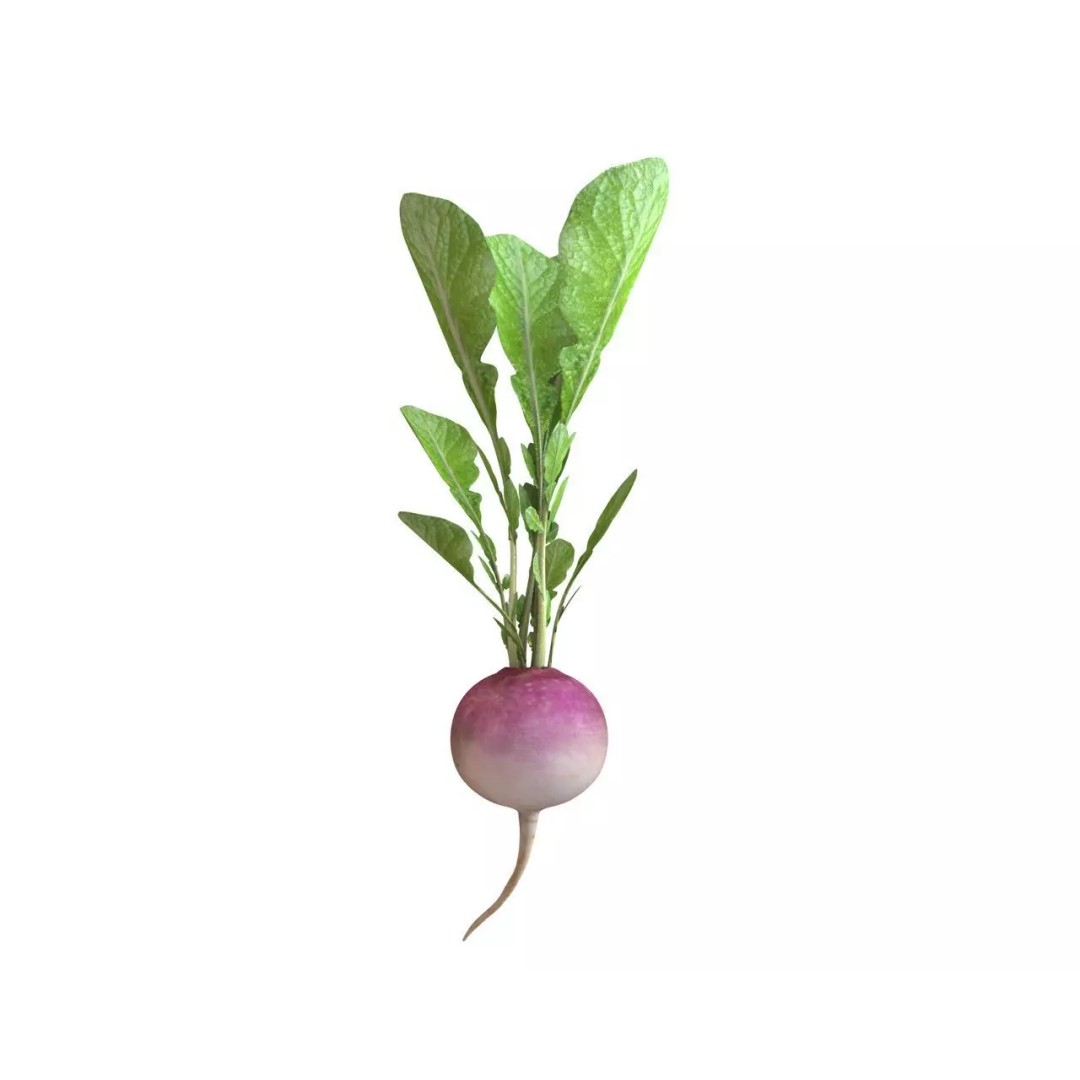 Vegetables 3D Model Collection – Low Poly Game Asset, FBX, Blender - View 67