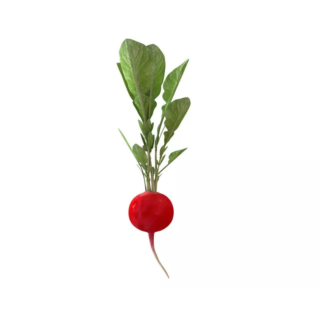 Vegetables 3D Model Collection – Low Poly Game Asset, FBX, Blender - View 68