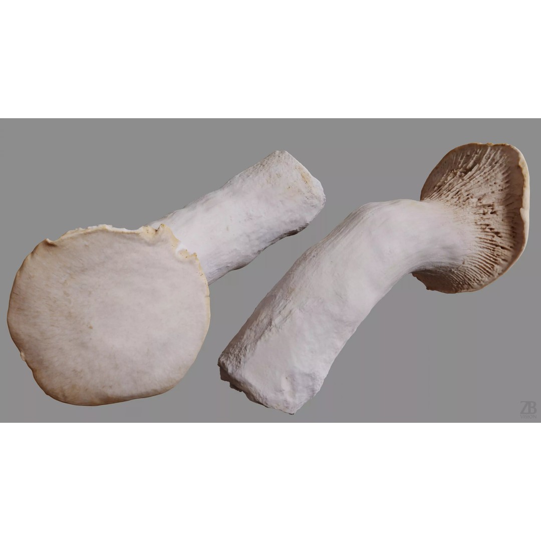King Trumpet Mushroom 3D Model – Photorealistic PBR Asset, FBX