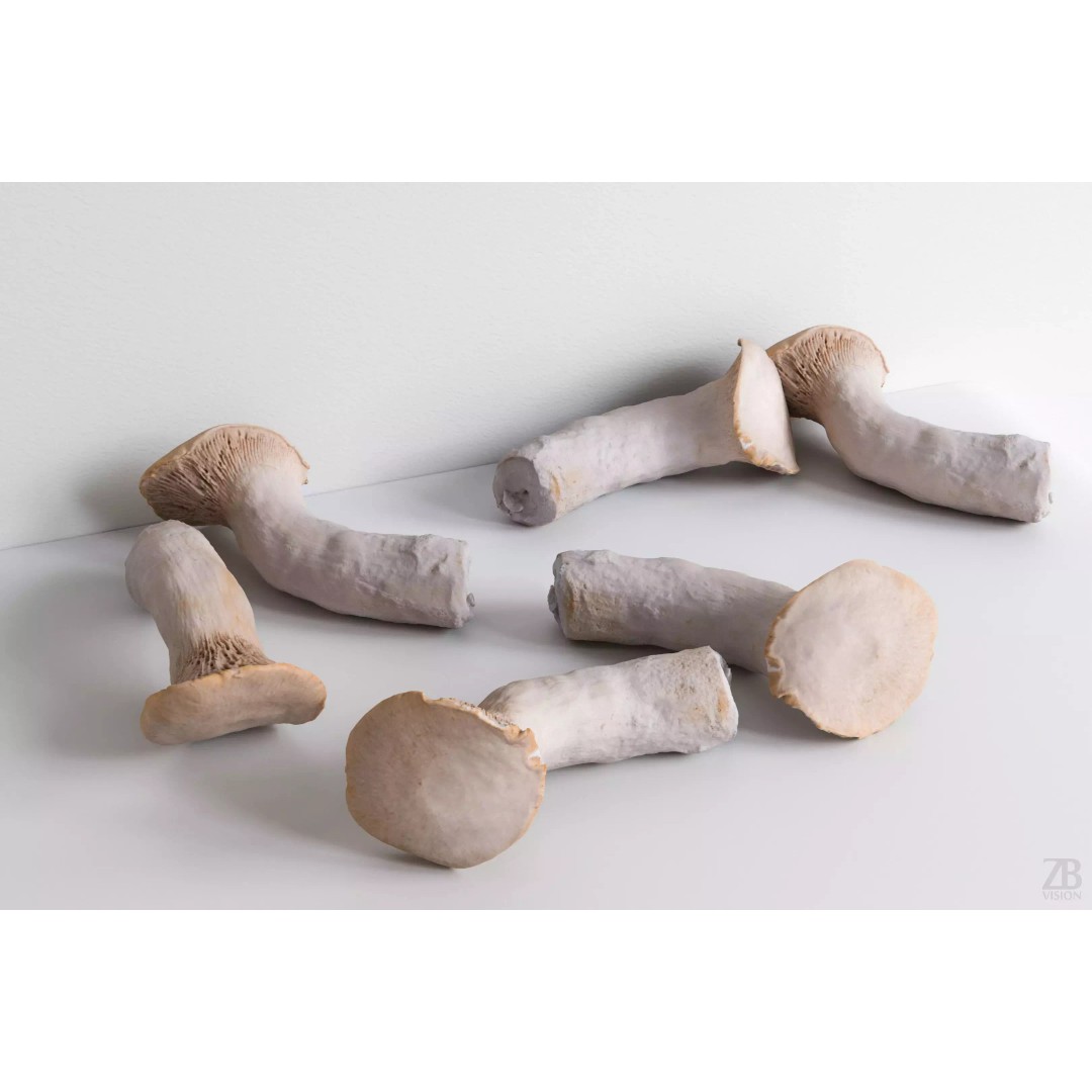 King Trumpet Mushroom 3D Model – Photorealistic PBR Asset, FBX - View 2
