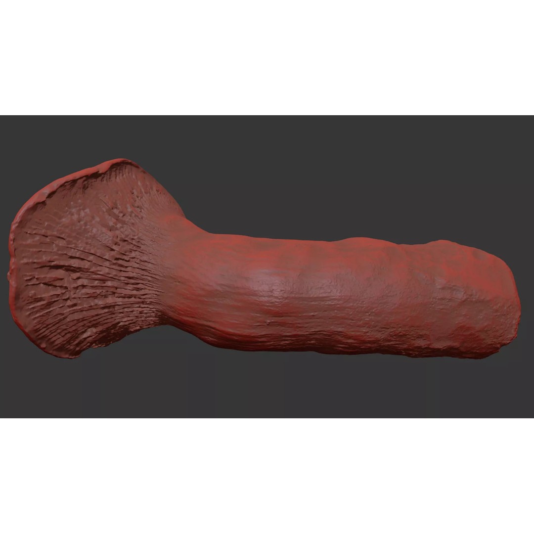 King Trumpet Mushroom 3D Model – Photorealistic PBR Asset, FBX - View 9