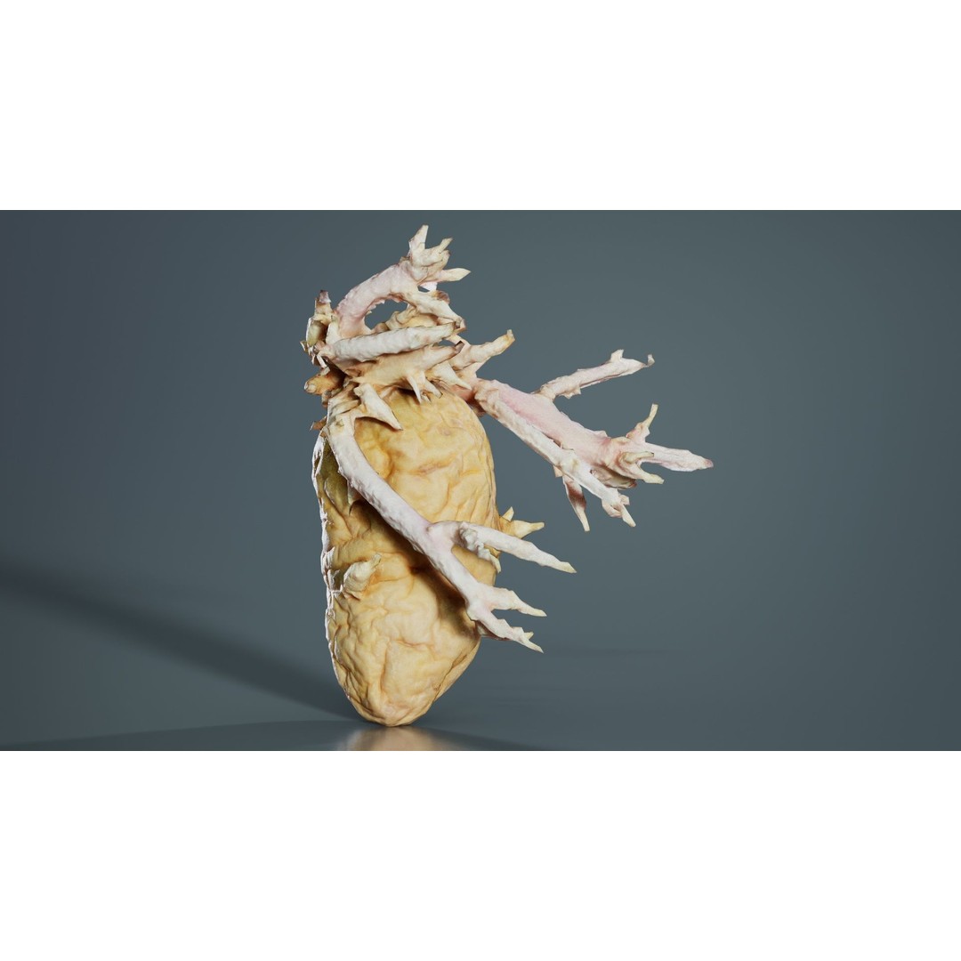 Shriveled Potato 3D Model – Low Poly Game Asset, FBX, PBR Textures - View 10