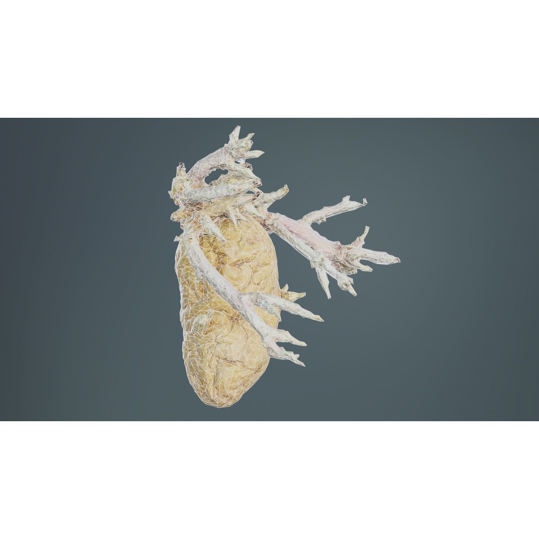 Shriveled Potato 3D Model – Low Poly Game Asset, FBX, PBR Textures - View 11