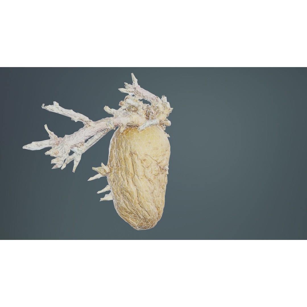 Shriveled Potato 3D Model – Low Poly Game Asset, FBX, PBR Textures - View 12