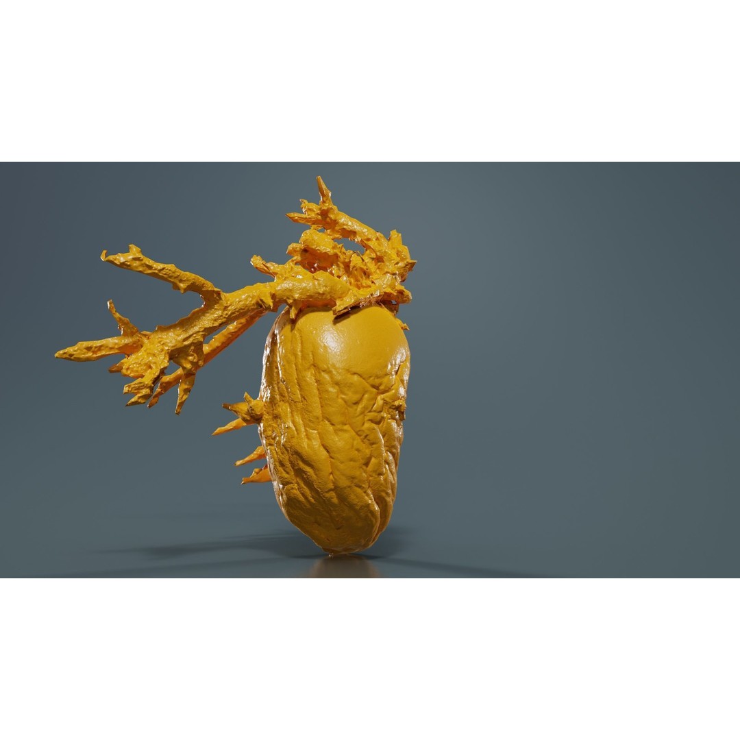 Shriveled Potato 3D Model – Low Poly Game Asset, FBX, PBR Textures - View 15