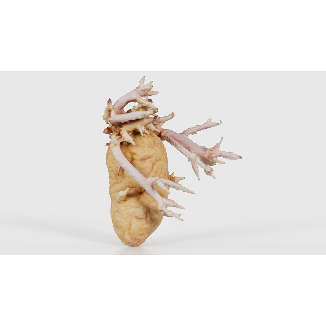 Shriveled Potato 3D Model – Low Poly Game Asset, FBX, PBR Textures - View 17