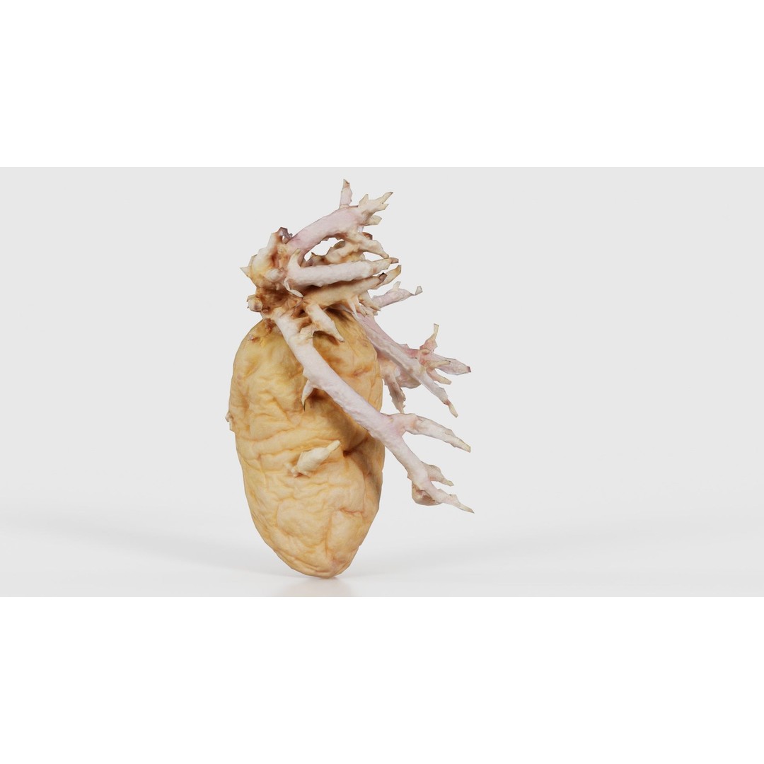 Shriveled Potato 3D Model – Low Poly Game Asset, FBX, PBR Textures - View 18