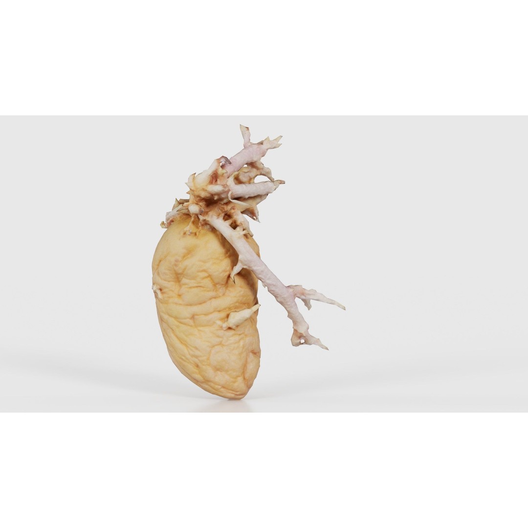Shriveled Potato 3D Model – Low Poly Game Asset, FBX, PBR Textures - View 19