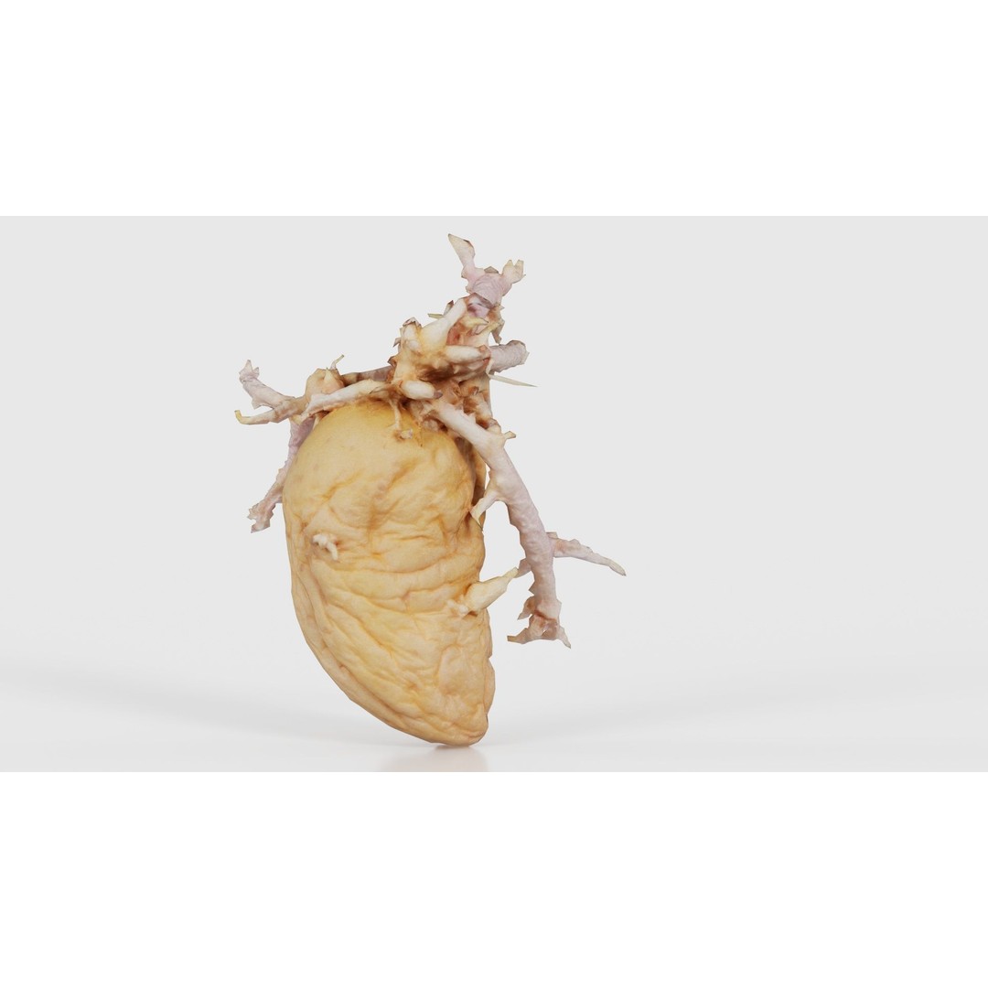 Shriveled Potato 3D Model – Low Poly Game Asset, FBX, PBR Textures - View 20