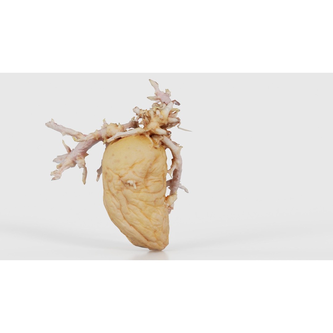 Shriveled Potato 3D Model – Low Poly Game Asset, FBX, PBR Textures - View 21