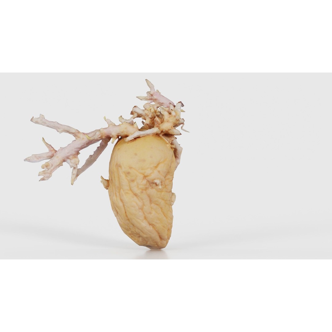 Shriveled Potato 3D Model – Low Poly Game Asset, FBX, PBR Textures - View 22