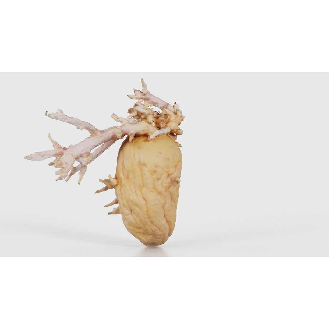 Shriveled Potato 3D Model – Low Poly Game Asset, FBX, PBR Textures - View 23