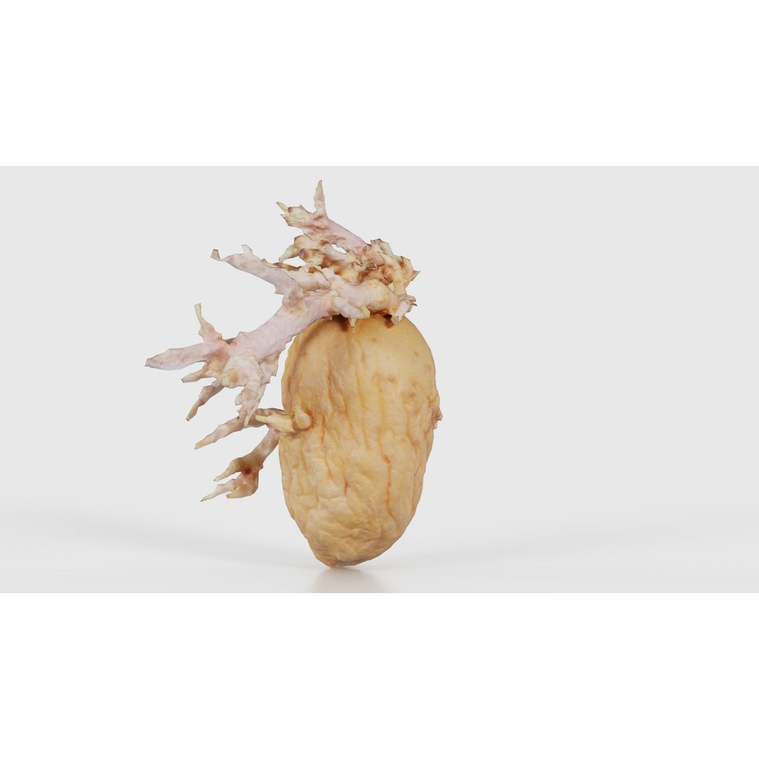 Shriveled Potato 3D Model – Low Poly Game Asset, FBX, PBR Textures - View 24