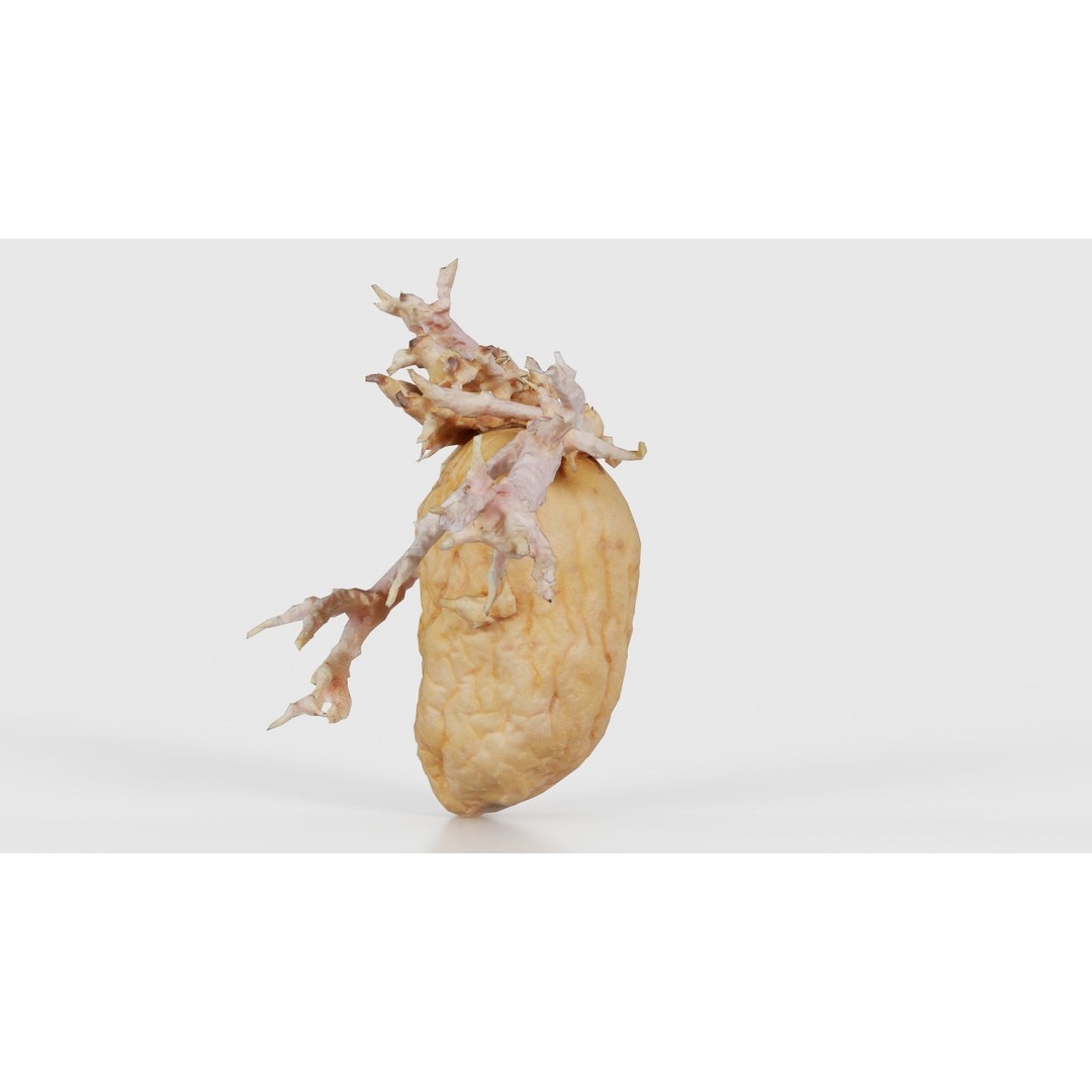 Shriveled Potato 3D Model – Low Poly Game Asset, FBX, PBR Textures - View 25