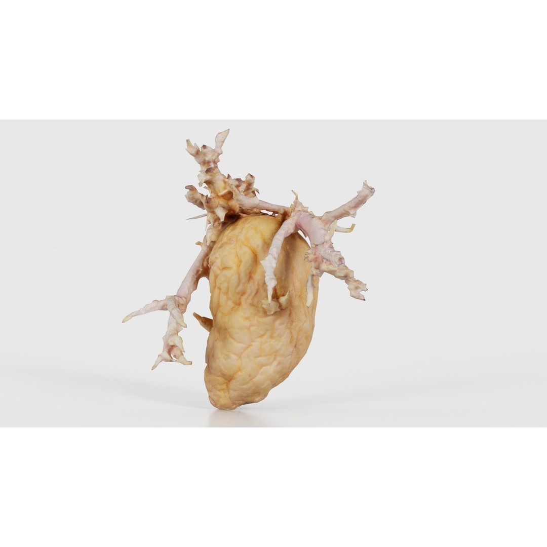 Shriveled Potato 3D Model – Low Poly Game Asset, FBX, PBR Textures - View 26