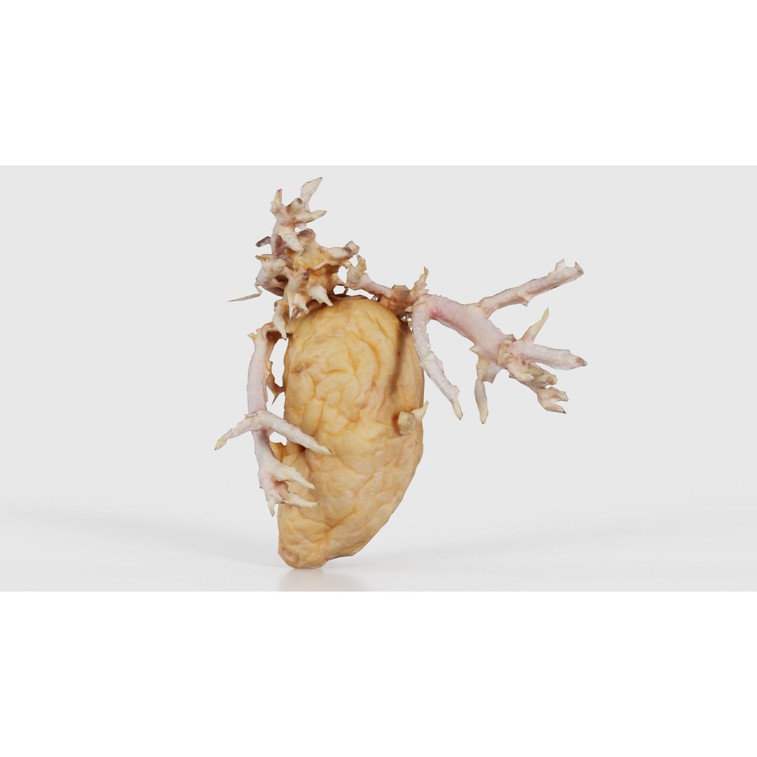 Shriveled Potato 3D Model – Low Poly Game Asset, FBX, PBR Textures - View 27