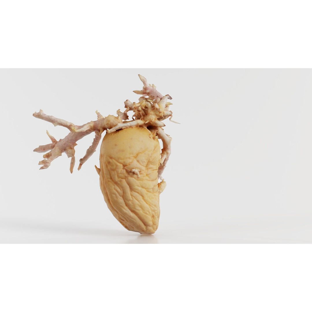 Shriveled Potato 3D Model – Low Poly Game Asset, FBX, PBR Textures - View 4