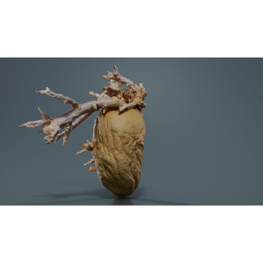 Shriveled Potato 3D Model – Low Poly Game Asset, FBX, PBR Textures - View 5