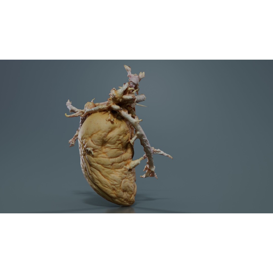 Shriveled Potato 3D Model – Low Poly Game Asset, FBX, PBR Textures - View 6