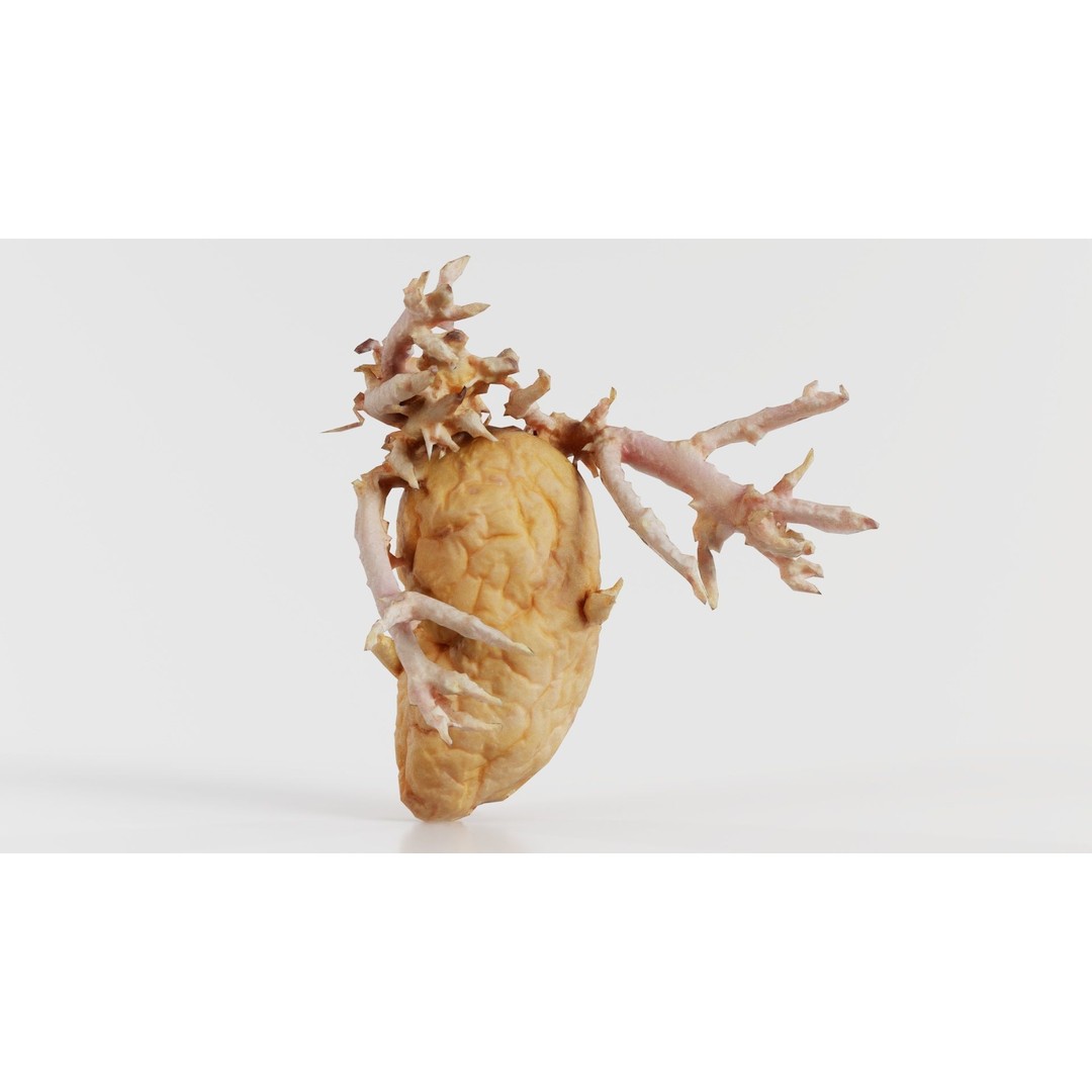 Shriveled Potato 3D Model – Low Poly Game Asset, FBX, PBR Textures - View 7