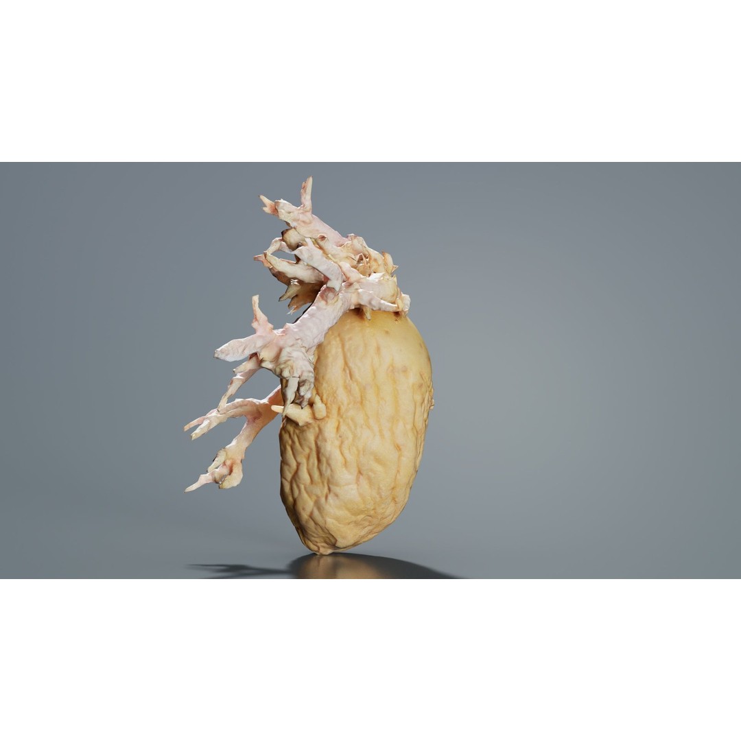 Shriveled Potato 3D Model – Low Poly Game Asset, FBX, PBR Textures - View 8