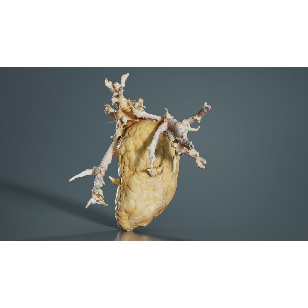 Shriveled Potato 3D Model – Low Poly Game Asset, FBX, PBR Textures - View 9