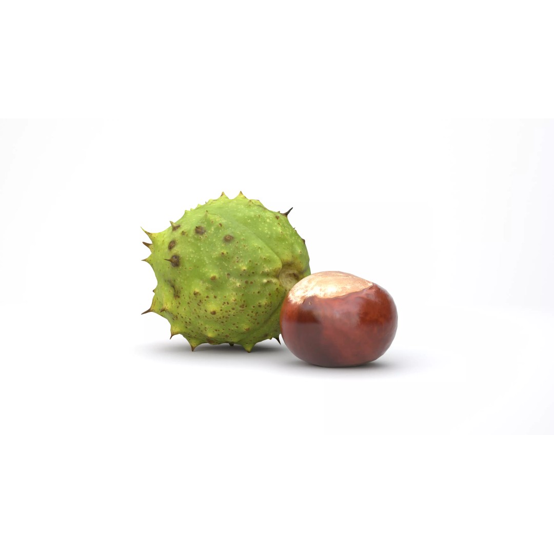 Chestnut 3D Model – Realistic Low-Poly Asset with PBR Textures - View 2