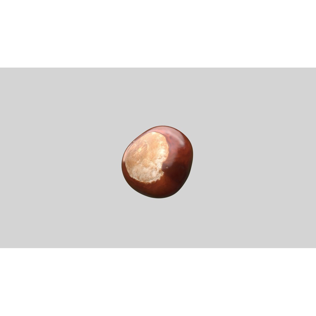 Chestnut 3D Model – Realistic Low-Poly Asset with PBR Textures - View 3