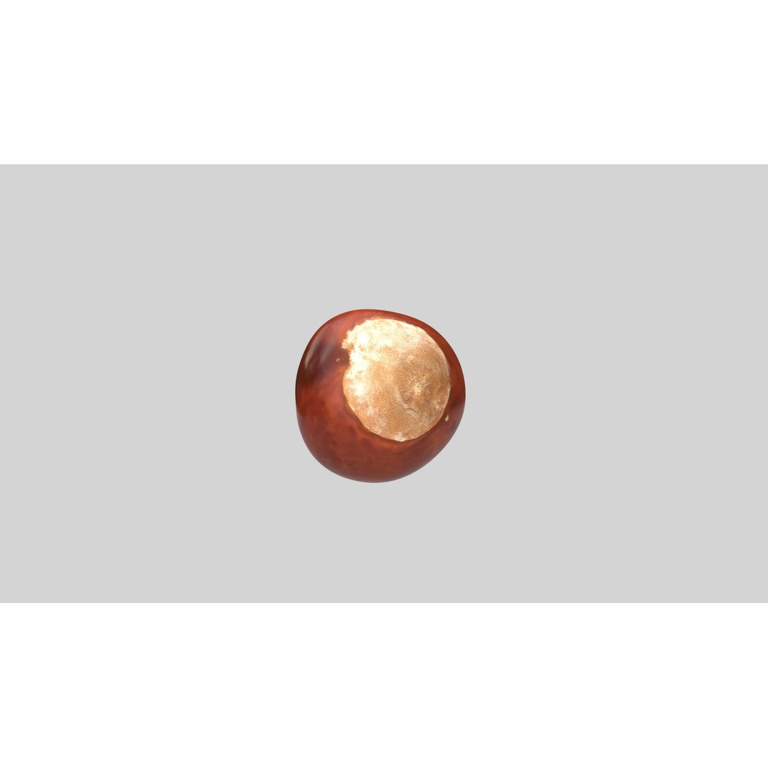 Chestnut 3D Model – Realistic Low-Poly Asset with PBR Textures - View 6
