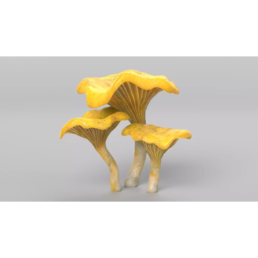 Chanterelle Mushrooms 3D Model – High Poly PBR Game Asset, FBX - View 10