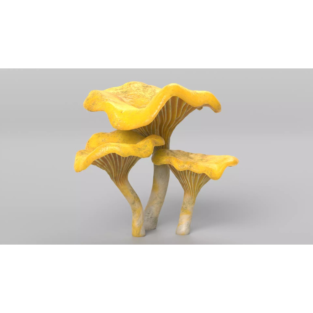 Chanterelle Mushrooms 3D Model – High Poly PBR Game Asset, FBX - View 2