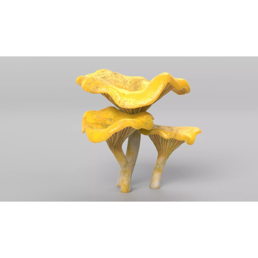 Chanterelle Mushrooms 3D Model – High Poly PBR Game Asset, FBX - View 3