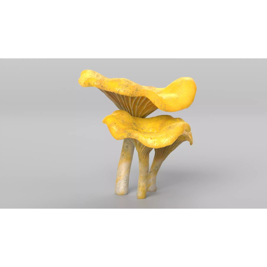 Chanterelle Mushrooms 3D Model – High Poly PBR Game Asset, FBX - View 4