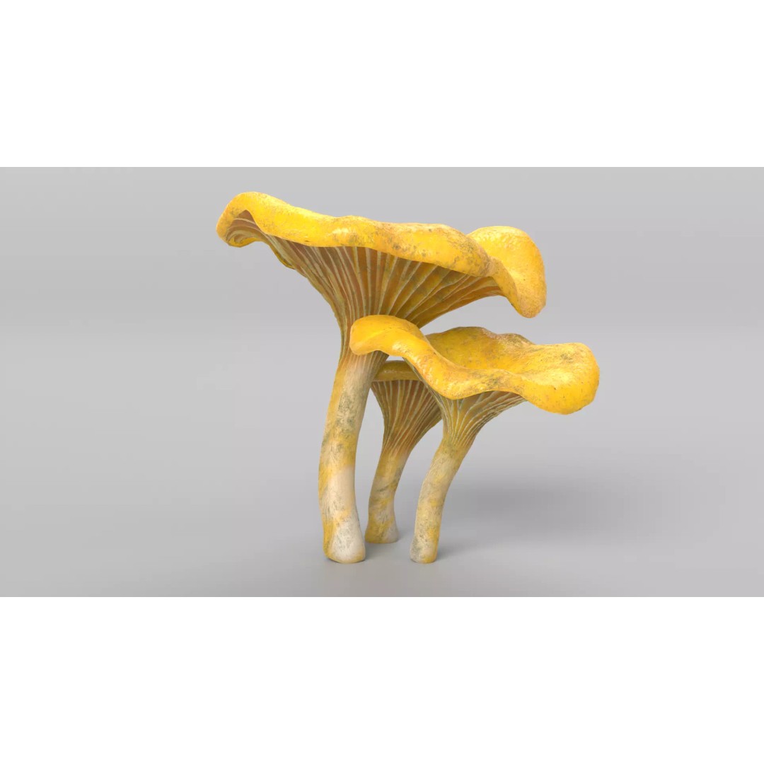 Chanterelle Mushrooms 3D Model – High Poly PBR Game Asset, FBX - View 5