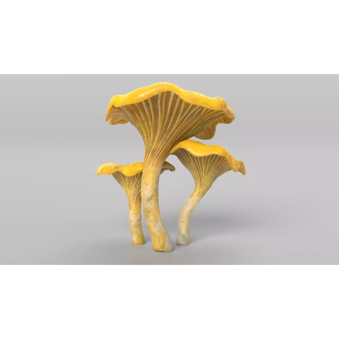 Chanterelle Mushrooms 3D Model – High Poly PBR Game Asset, FBX - View 6