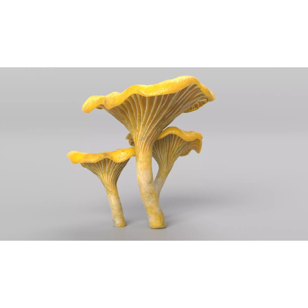 Chanterelle Mushrooms 3D Model – High Poly PBR Game Asset, FBX - View 7