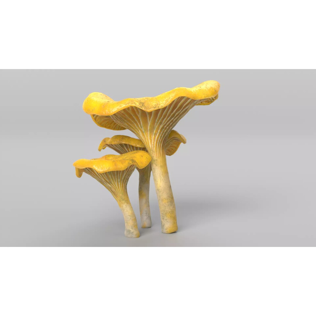 Chanterelle Mushrooms 3D Model – High Poly PBR Game Asset, FBX - View 8