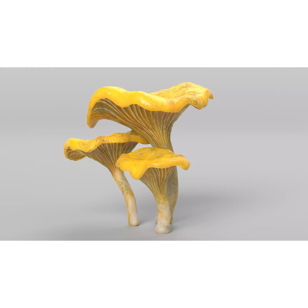 Chanterelle Mushrooms 3D Model – High Poly PBR Game Asset, FBX - View 9