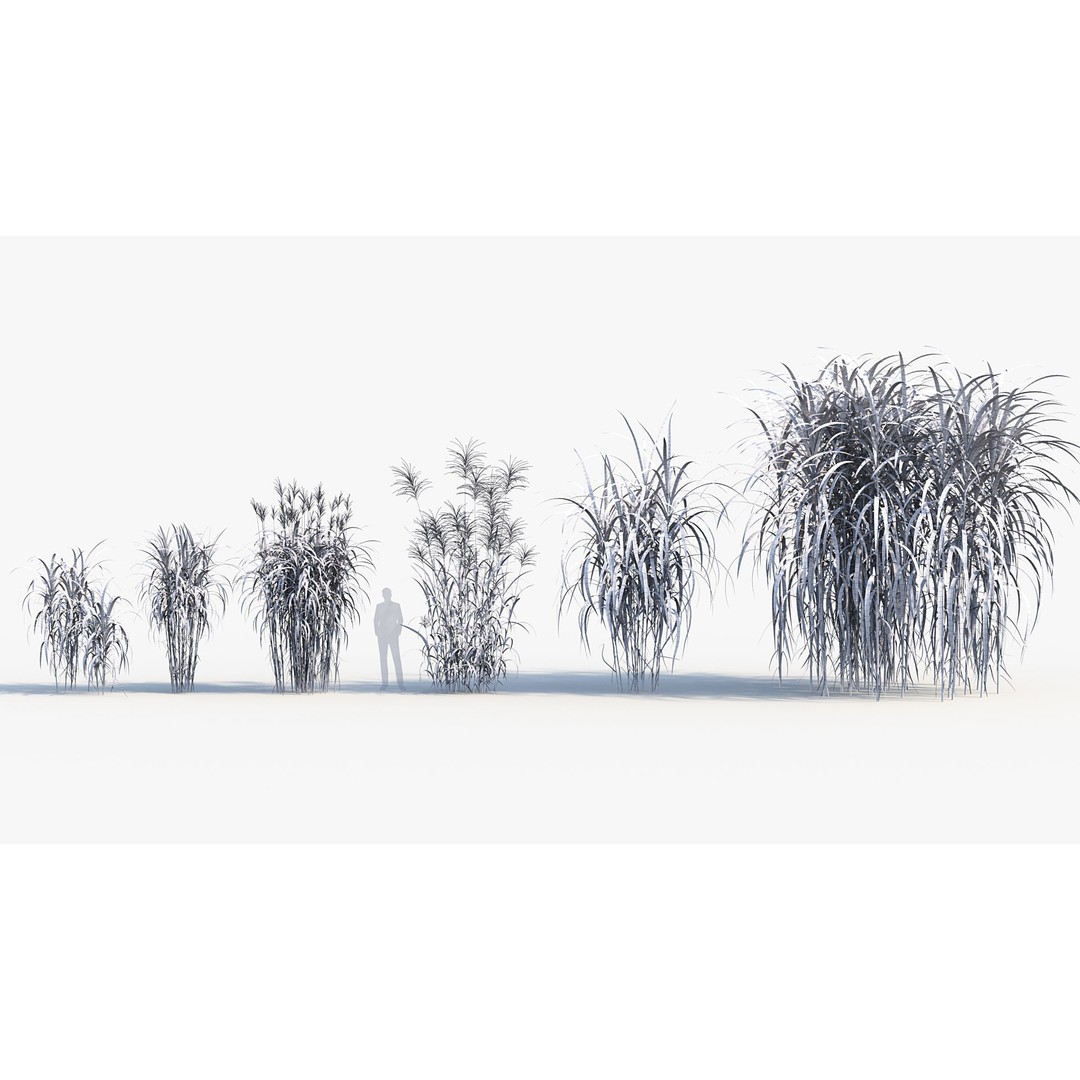 Giant Miscanthus 3D Model – Realistic Plant Asset, FBX, PBR - View 10