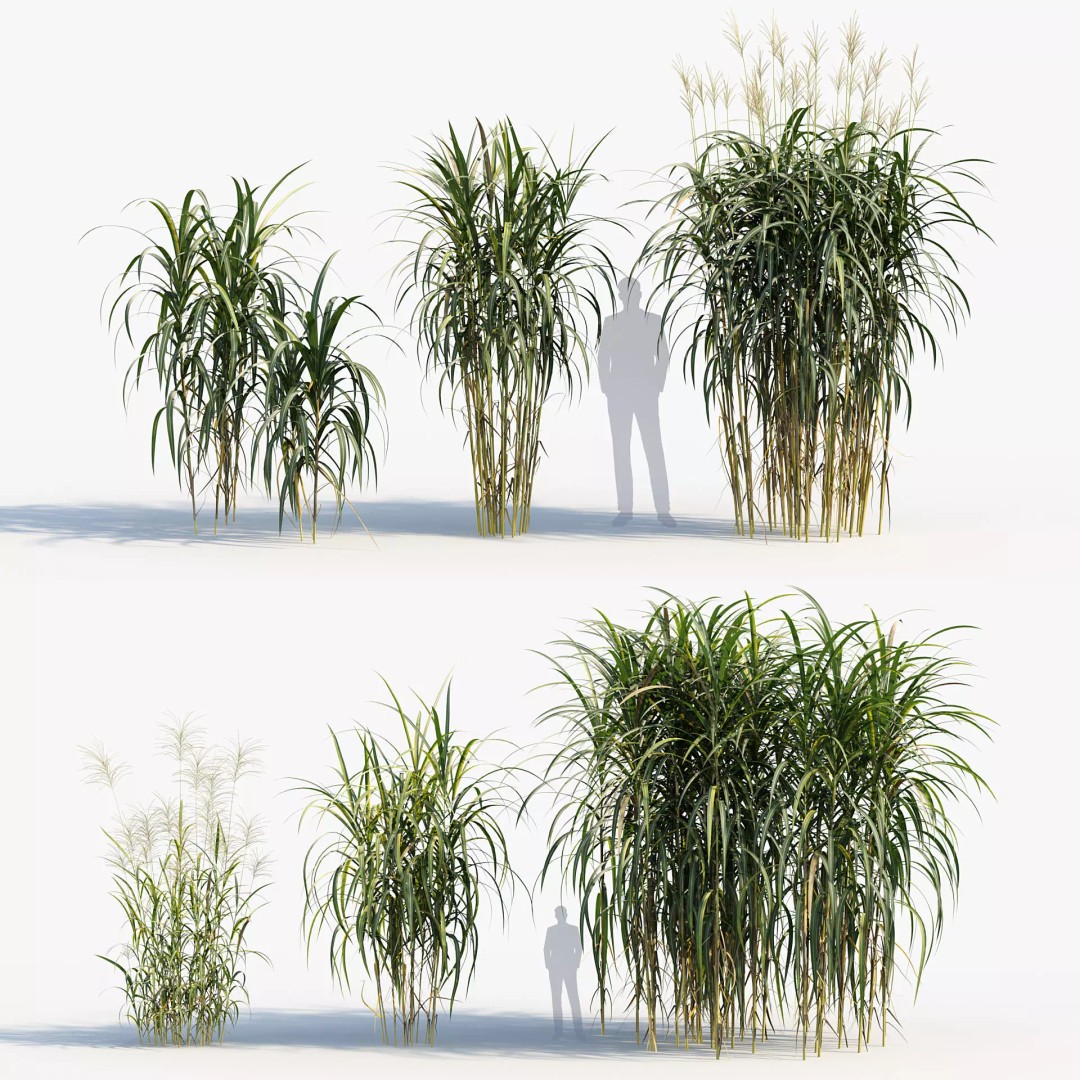 Giant Miscanthus 3D Model – Realistic Plant Asset, FBX, PBR - View 2