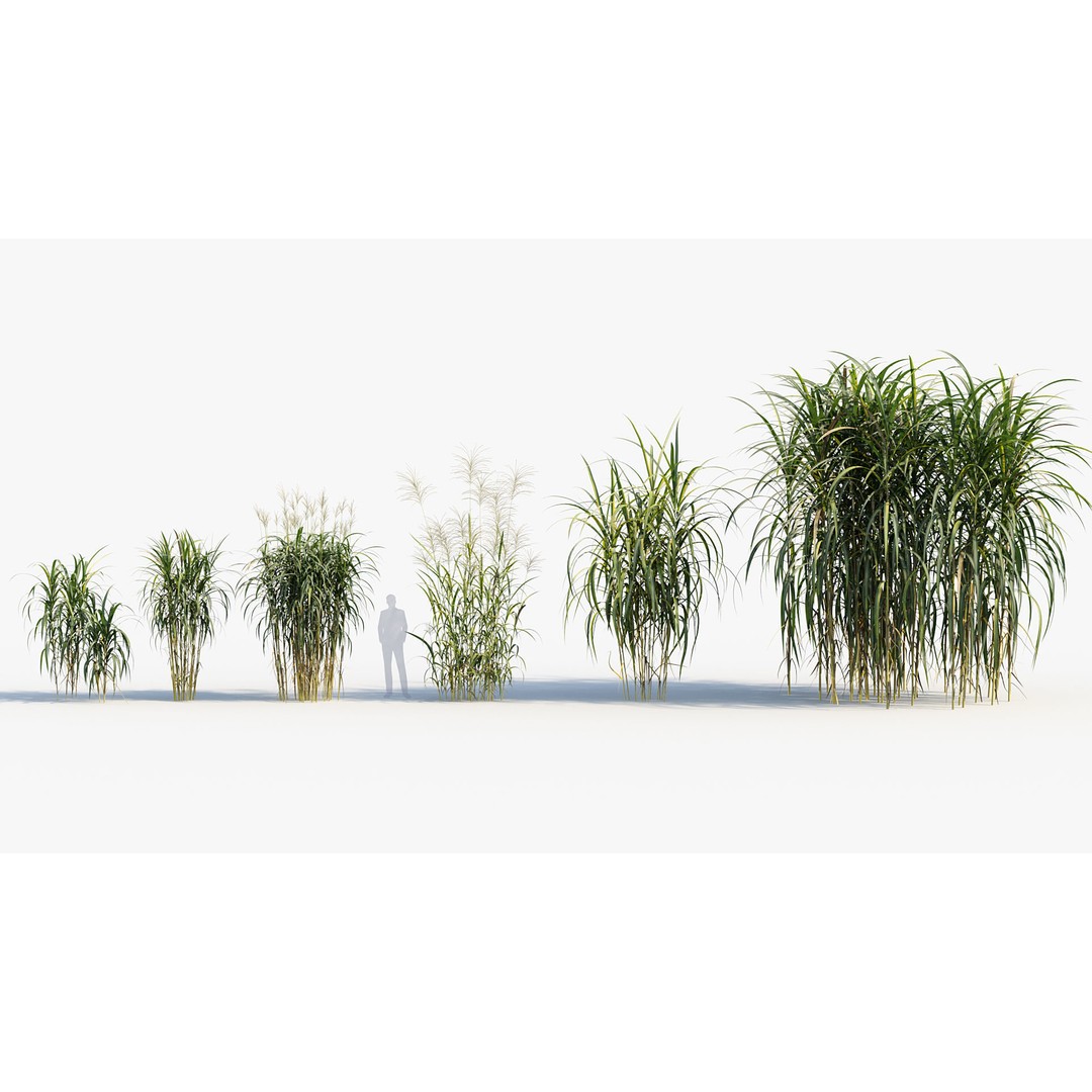 Giant Miscanthus 3D Model – Realistic Plant Asset, FBX, PBR - View 3