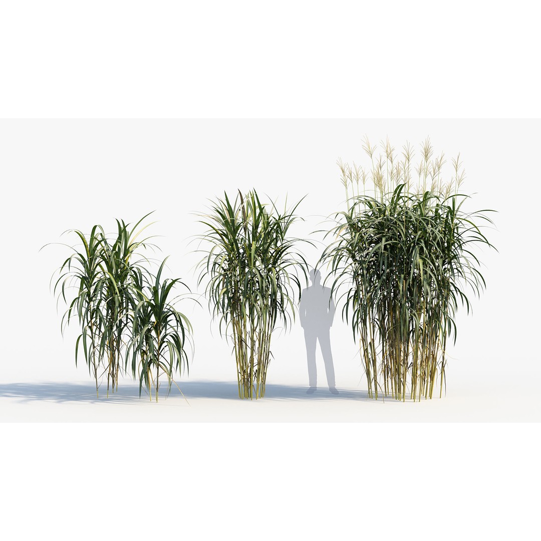 Giant Miscanthus 3D Model – Realistic Plant Asset, FBX, PBR - View 4