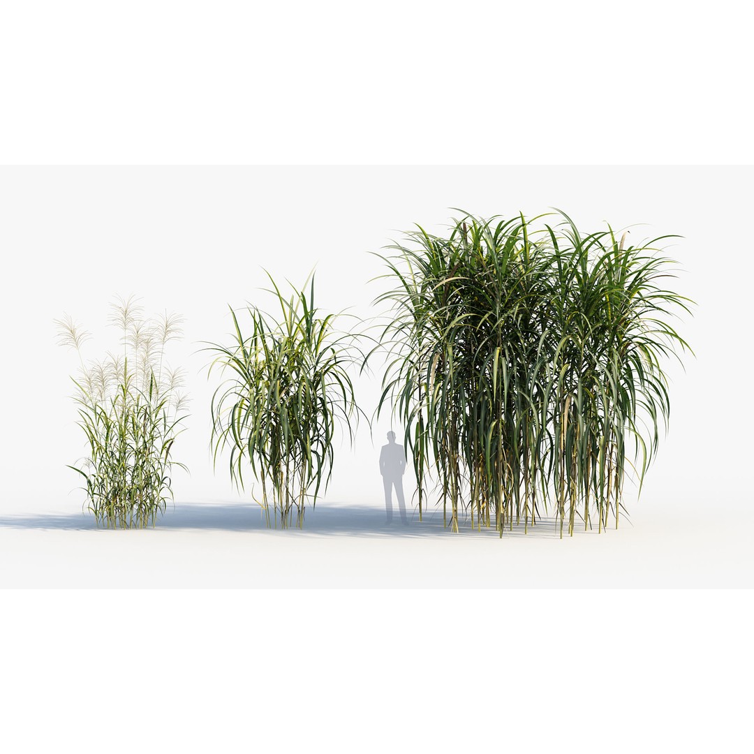Giant Miscanthus 3D Model – Realistic Plant Asset, FBX, PBR - View 5