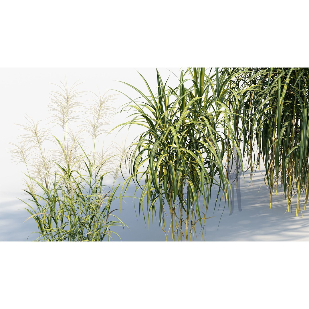 Giant Miscanthus 3D Model – Realistic Plant Asset, FBX, PBR - View 6