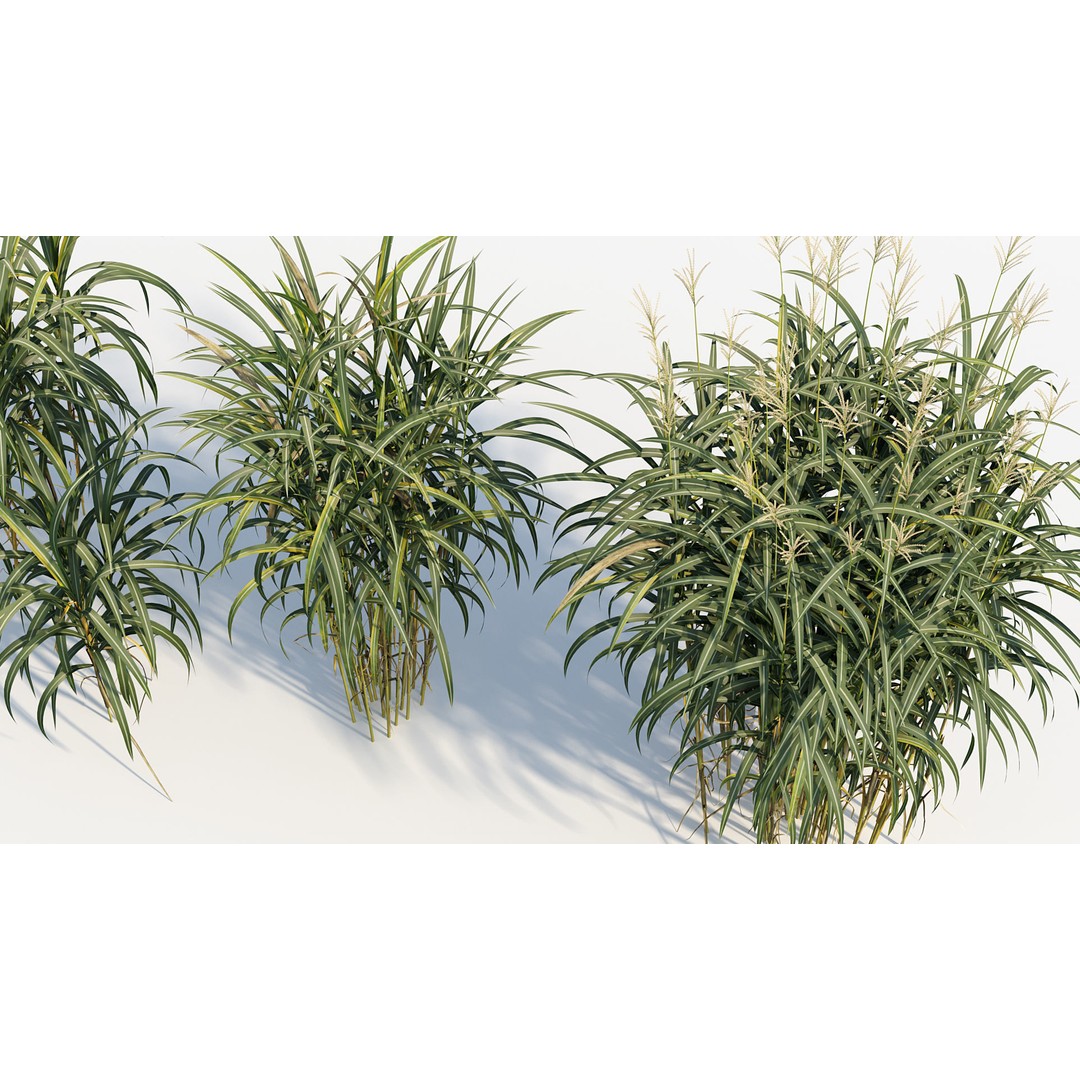 Giant Miscanthus 3D Model – Realistic Plant Asset, FBX, PBR - View 7