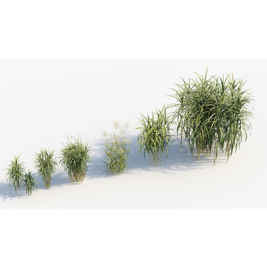 Giant Miscanthus 3D Model – Realistic Plant Asset, FBX, PBR - View 8