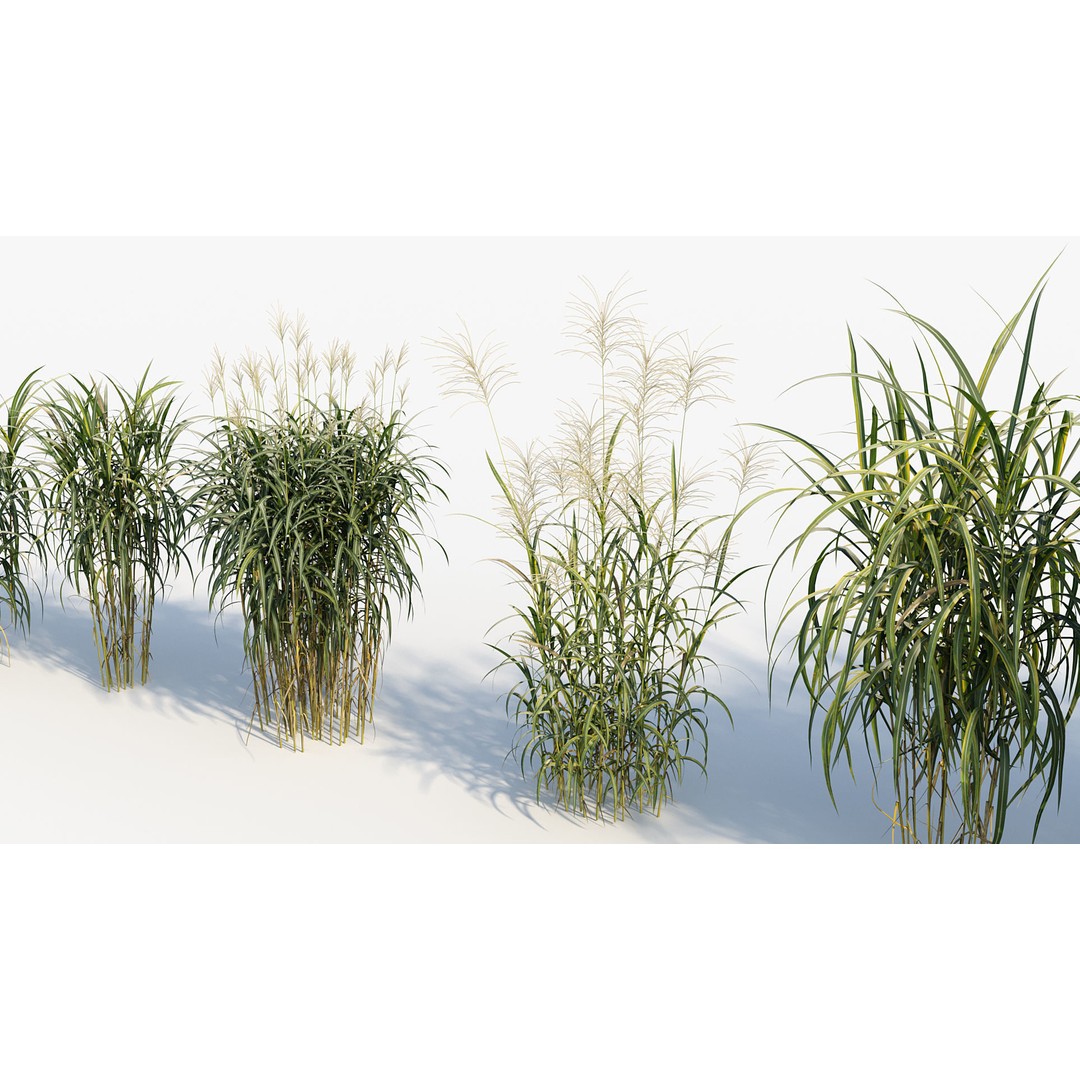 Giant Miscanthus 3D Model – Realistic Plant Asset, FBX, PBR - View 9