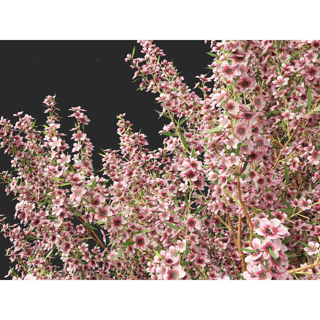 Leptospermum Scoparium 3D Model – Low Poly Game Asset, FBX, Blender